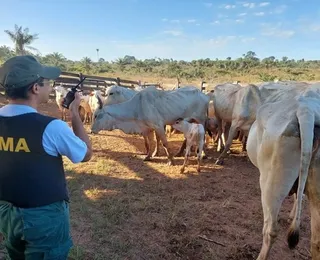 Operação mira esquema de criação ilegal de gado em terra indígena