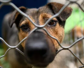 Presidente sanciona lei que autoriza criação do Cadastro de Animais