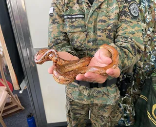 Público ‘lota’ exposição para tirar foto com cobra silvestre na Fenagro