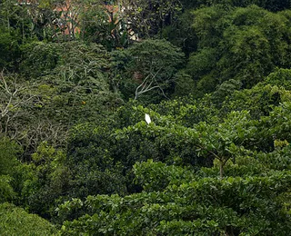 Salvador é a 2º capital com mais área verde; veja ranking