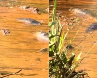 Turistas encontram sucuri gigante em rio do Brasil; veja vídeo