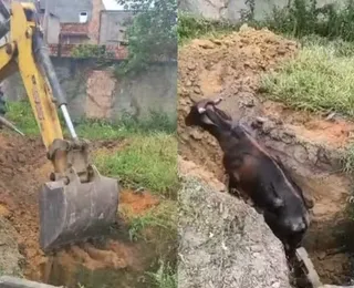 Vaca cai em fossa e é resgatada com retroescavadeira na Bahia