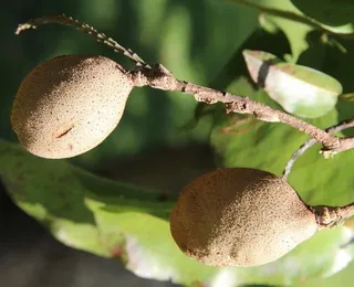 Viagra do Cerrado: descubra fruto que tem fama por ser afrodisíaco