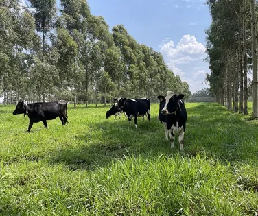 Agricultores brasileiros adotam mais medidas regenerativas  que média global - Imagem