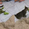 Papagaio e gato disputam "queda de braço" por causa de brinquedo - Imagem