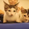 RG de cães e gatos será  arma contra o abandono de animais - Imagem