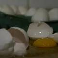 Além dos ovos: onda de calor pode afetar fertilidade dos brasileiros imagem