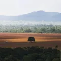 Amazônia e Cerrado reduzem devastação em 2024; veja os outros biomas imagem