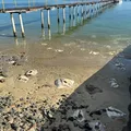 Arraias são encontradas mortas e sem cabeças na Marina do Bonfim; veja vídeo imagem