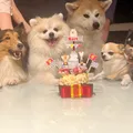 Bolo temático e até cupcake sofisticam menu das “festas” de pet imagem