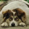 Conheça os principais fatores que levam à obesidade canina imagem