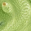 Criaturas microscópicas são descongeladas após 24 mil anos imagem