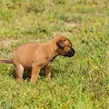 Dedos cruzados e cães travados: a inusitada 'técnica' para evitar o cocô fora de casa imagem