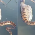 É possível uma sucuri engolir uma pessoa? Entenda imagem