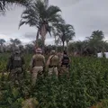 Fazenda de maconha é destruída em ação da Polícia Federal na Bahia imagem