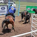 Feira de Santana recebe I Etapa do Campeonato Baiano de Ranch Sorting imagem