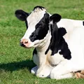 Idoso de 78 anos morre após ser pisoteado por vaca em fazenda na Bahia imagem