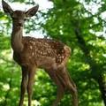 Live action de ‘Bambi’ não é o que o público imagina; entenda imagem
