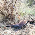 Mussurunga II: raiva em cavalo mata 3 animais e põe moradores em risco imagem