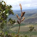 Nova espécie de Bromélia é descoberta na Chapada Diamantina imagem
