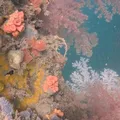 Coral invasor ameaça vida marinha na Baía de Todos os Santos imagem