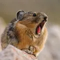 Pika pode estar superando mudanças climáticas, revela estudo imagem