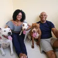 Pitbulls dóceis e afetuosos desfazem preconceitos imagem