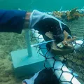 Projeto que utiliza plástico para recuperar corais da Baía de Todos-os-Santos vence premiação imagem