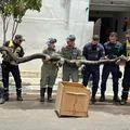 Sucuri de quase 5 metros é capturada em cidade da Bahia imagem