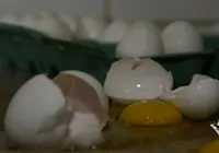 Além dos ovos: onda de calor pode afetar fertilidade dos brasileiros imagem