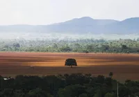 Amazônia e Cerrado reduzem devastação em 2024; veja os outros biomas imagem