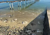 Arraias são encontradas mortas e sem cabeças na Marina do Bonfim; veja vídeo imagem