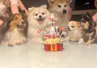 Bolo temático e até cupcake sofisticam menu das “festas” de pet imagem