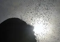 Calor recorde de 2024 atingiu 3,3 bilhões de pessoas no mundo imagem