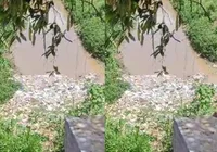 Catador de recicláveis desaparece em córrego de Salvador imagem