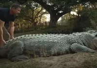 Com passado obscuro, crocodilo completa 124 anos com 10 mil filhotes