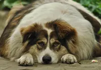 Conheça os principais fatores que levam à obesidade canina imagem