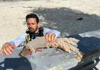 Coral invasor: espécie ameaça corais na Baía de Todos-os-Santos imagem