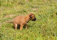 Dedos cruzados e cães travados: a inusitada 'técnica' para evitar o cocô fora de casa