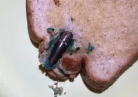 Dona de casa acha bala de fuzil dentro de pão de forma imagem