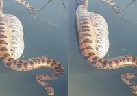 É possível uma sucuri engolir uma pessoa? Entenda imagem