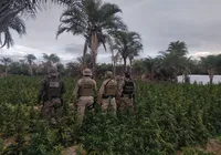 Fazenda de maconha é destruída em ação da Polícia Federal na Bahia