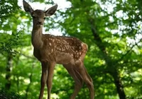 Live action de ‘Bambi’ não é o que o público imagina; entenda imagem