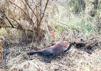 Mussurunga II: raiva em cavalo mata 3 animais e põe moradores em risco imagem