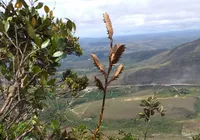 Nova espécie de Bromélia é descoberta na Chapada Diamantina