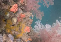 Coral invasor ameaça vida marinha na Baía de Todos os Santos imagem