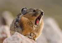 Pika pode estar superando mudanças climáticas, revela estudo imagem
