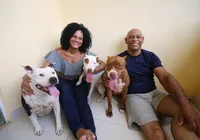 Pitbulls dóceis e afetuosos desfazem preconceitos