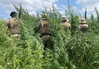 Polícia Militar erradica 65 mil pés de maconha em Curaçá