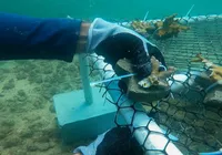 Projeto que utiliza plástico para recuperar corais da Baía de Todos-os-Santos vence premiação imagem